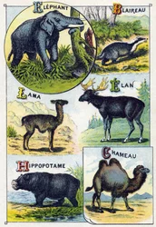 Levy 4: Elefantti, Mäyrä, Lama, Elan, Virtahepo, Kameli. Kaiverrus "villieläinten tavuaakkosilla". Serie A. Pellerin et Cie, kirjapainot-kustantajat, Epinal, 1800-luvun loppu. Kromolitografiat. Pieni 8-sivuinen mainosalbumi, joka sisältää tavupalkin