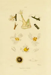 Polyyppi, 1833-39