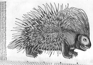 Porcupine, Conrad Gesnerin (1516-65) Historia Animaliumista 1551