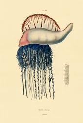 Portugalilainen sodan mies, 1833-39