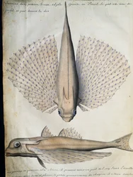 Siivekäs kalan profiili ja selkä, Big Island, Brasilia, akvarelli lokikirjasta. Jacques Gouin de Beauchesne (1652-1730), Compagnie royale de la Mer du Sudin kapteeni, 1698-1701, Ranska