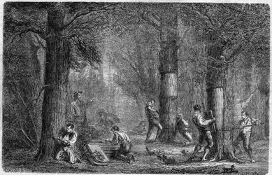 Liege-tammen (oak-liege) kuoren muistutus. Louis Figuierin kaiverrus "" Kasvien historiaan" -julkaisussa "" Le Monde Illustré"" nro 399, 3. joulukuuta 1864.