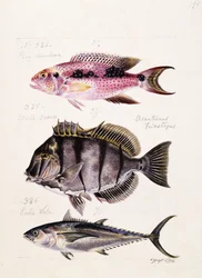 Rey tambova jne., noin 1850