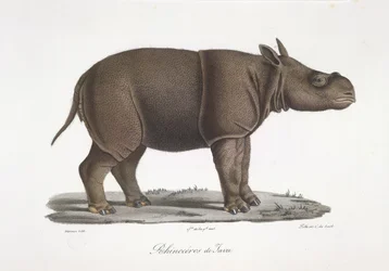 Jaavan Rhinoceros, Natural History of Mammals (väri litho)