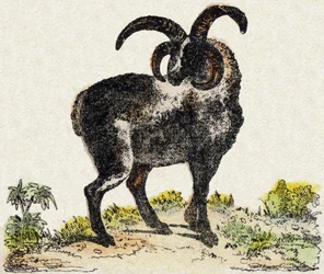 lampaat. Kaiverrus "" Alphabet des animaux sauvages"". 9. sarja. Kuvia Epinalista, Pellerin, paino-kustantaja, noin 1870. Kaiverrukset puuhun, stenciloitu. 16 sivua. Mitat: 20 x 15 cm. Yksityinen kokoelma