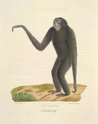 Siamang, Natural History of Mammals (väri litho)
