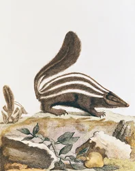 Skunk, Georges Louis Leclerc Buffonin (1707-88) Histoire Naturelle -kappaleesta 1749-1804