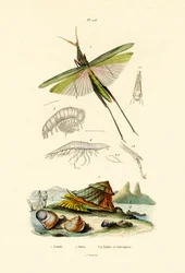 Vinokasvoinen heinäsirkka, 1833-39