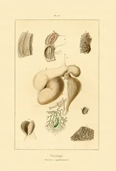 Vatsa, 1833-39