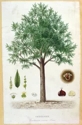 Makea kastanjapuu
