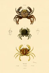 Uivia rapuja