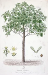 Sycamore vaahtera
