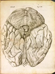 Aivojen rakenne, Rene Descartesin (1596-1650) De Homine Figuris -kirjasta, joka julkaistiin Haagissa, 1662