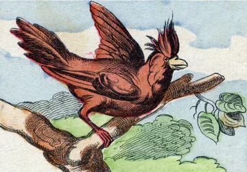 Kardinaali. Kaiverrus "Buffon Alphabet des Oiseaux n 2". 3. Serie N 2. Epinalin kuvantaminen, Epinal, 1800-luvun loppu. 16 sivua. Mitat: 28 x 21 cm