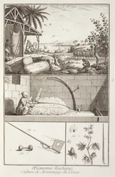 Puuvillan viljely Denis Diderot