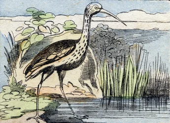 Kihara. Kaiverrus "Buffon Alphabet des Oiseaux n 2". 3. Serie N 2. Epinalin kuvantaminen, Epinal, 1800-luvun loppu. 16 sivua. Mitat: 28 x 21 cm