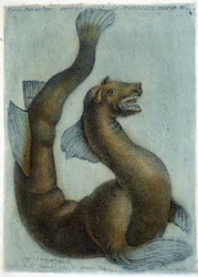 Meren kameli. M. Toussaint (1756) kuvitus teoksessa "Periodic Observations on Physics, Natural History and the Arts".