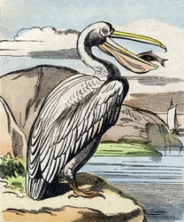 Pelikaani. Kaiverrus "Buffon Alphabet des Oiseaux n 1". 3. Serie N 1. Epinalin kuvantaminen, Epinal, 1800-luvun loppu. 16 sivua. Mitat: 28 x 21 cm