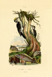 Kolmivarvas tikka, 1833-39