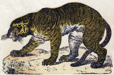 Tiikeri. Kaiverrus "" Alphabet des animaux sauvages"". 9. sarja. Kuvia Epinalista, Pellerin, paino-kustantaja, noin 1870. Kaiverrukset puuhun, stenciloitu. 16 sivua. Mitat: 20 x 15 cm. Yksityinen kokoelma