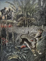 Tiikereiden metsästys viidakoissa Intiassa: lokasuojat ovat verkon takana ja metsästäjät turvassa Belvederessä. Kaiverrus kirjassa "" Le Pelerin", 5.2.1899. Selva Coll.