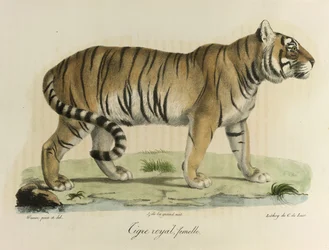 Kuninkaallinen tiikeri, naaras. Naaras kuninkaallinen tiikeri, Natural History of Mammals (väri litho)