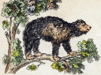 Unau (laiska). Kaiverrus "" Alphabet des animaux sauvages"". 9. sarja. Kuvia Epinalista, Pellerin, paino-kustantaja, noin 1870. Kaiverrukset puuhun, stenciloitu. 16 sivua. Mitat: 20 x 15 cm. Yksityinen kokoelma