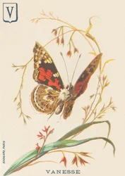 V: Vanesse (Vanessa cardui tai steplady tai Vanesse du thistle)