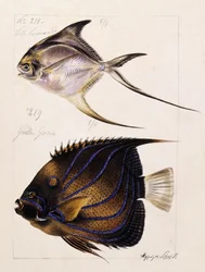 Velle... jne., noin 1850