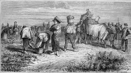 Viininviljely Medocissa: rypäleiden poiminta sadonkorjuun aikana. Kaiverrus "" Le Monde Illustré" -julkaisussa nro 561, 11. tammikuuta 1868.