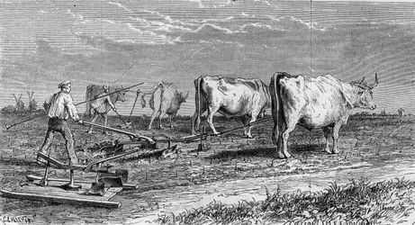 Viininviljely Medocissa: viinitarhojen kyntäminen härkien vetämän auran ansiosta. Kaiverrus "" Le Monde Illustré" -julkaisussa nro 561, 11. tammikuuta 1868.