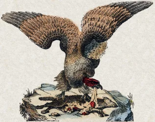 Korppikotka. Kaiverrus "" Alphabet des animaux sauvages"". 9. sarja. Kuvia Epinalista, Pellerin, paino-kustantaja, noin 1870. Kaiverrukset puuhun, stenciloitu. 16 sivua. Mitat: 20 x 15 cm. Yksityinen kokoelma