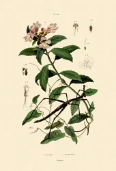Kävelykeppihyönteinen, 1833-39