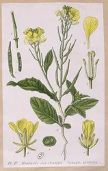 Villi sinappi (Sinapis Arvensis)