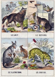 Susi; Kettu; Kenguru ; Jaguar. Kaiverrus "Buffon Alphabet des Animaux". 3. sarja N 1. Epinal, Epinal, 1800-luvun loppu. Kuvaus. 16 sivua. Mitat: 28x21cm