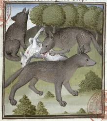 Sudet, Gaston Phebusin Metsästyskirjasta