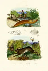 Keltainen Slug, 1833-39