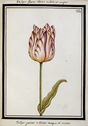 Keltainen tulppaani punaisilla ja mustilla raidoilla, n. 1700