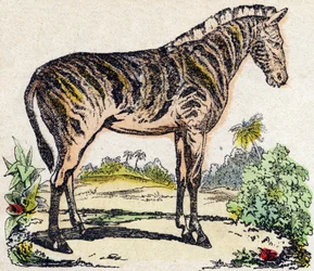 Seepra. Kaiverrus "" Alphabet des animaux sauvages"". 9. sarja. Kuvia Epinalista, Pellerin, paino-kustantaja, noin 1870. Kaiverrukset puuhun, stenciloitu. 16 sivua. Mitat: 20 x 15 cm. Yksityinen kokoelma