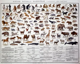 Zoologia: nisäkkäiden luokittelu ranskalaisen biologin Georges Cuvierin (1769-1832) mukaan. Luonnontieteellinen lautakunta