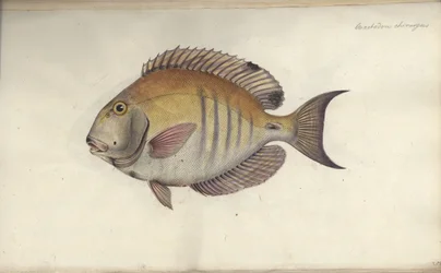 Chaetodon chirurgus, ennen vuotta 1787.