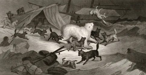 Bear Hunt, kaiverrettu J.C. McRea, "Arctic Explorations in the Years 1853, 54, 55", osa I, tohtori Elisha Kent Kane (1820-57) julkaisi Philadelphia, 1856