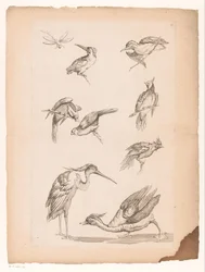 Kahdeksan kiinalaista lintua, mukaan lukien kingfishers, haikara, ankka ja sudenkorento Erilaisia ​​kiinalaisia ​​lintuja (sarjan nimi) Livre des differentes éspeces d