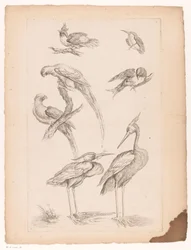 Set ocells xinesos, incloent garses i conures Diversos ocells xinesos (títol de la sèrie) Acabament Livre des differentes éspeces d