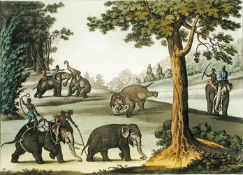 Elefanttien vangitseminen Burmassa, levy 76 Jules Ferrarion "Le Costume Ancien et Modernesta", julkaistu 1820-30-luvulla (värilitho)