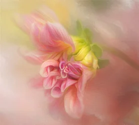 Vaaleanpunainen daalia