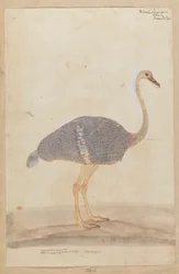 Strutsi
