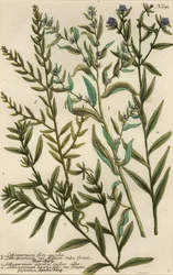 Gromwell-lajikkeet, Lithospermum-lajit