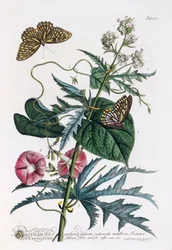 1. Abutilon, 2. Convolvulus, n. 1748 käsinvärinen kaiverrus.