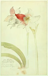 Amaryllis: Lilio-Narcissus,Indicus